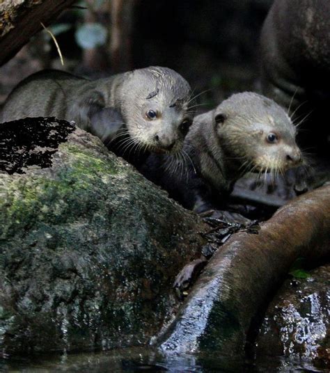 Giant Otter Pups Prepare for Their First Swimming Lesson — The Daily Otter | Otters cute, Otter ...