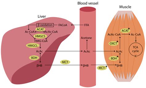 Nutrients | Free Full-Text | Effects of Ketogenic Diet on Muscle Metabolism in Health and Disease