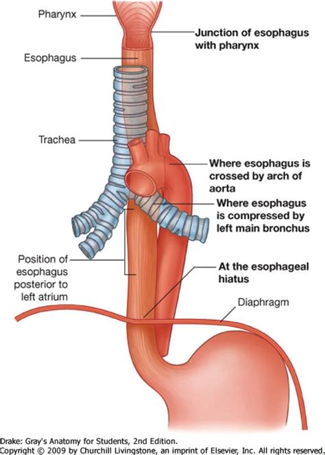 Diagram Of The Esophagus . Diagram Of The Esophagus Photos Trachea And ...