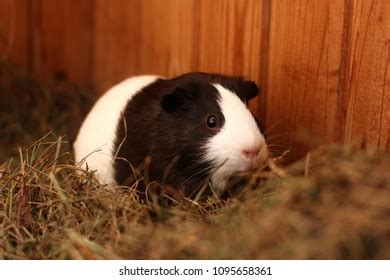 Sweet Guinea Pig Eating Hay Stock Photo (Edit Now) 1095658367