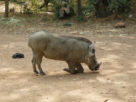 Moments burkinabè: Animaux du Burkina Faso