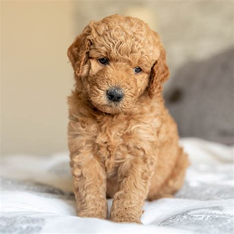 Adorable Mini Goldendoodle Puppies For Sale • Infinity Pups