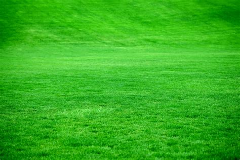 500+ Green Grass Pictures | Download Free Images on Unsplash