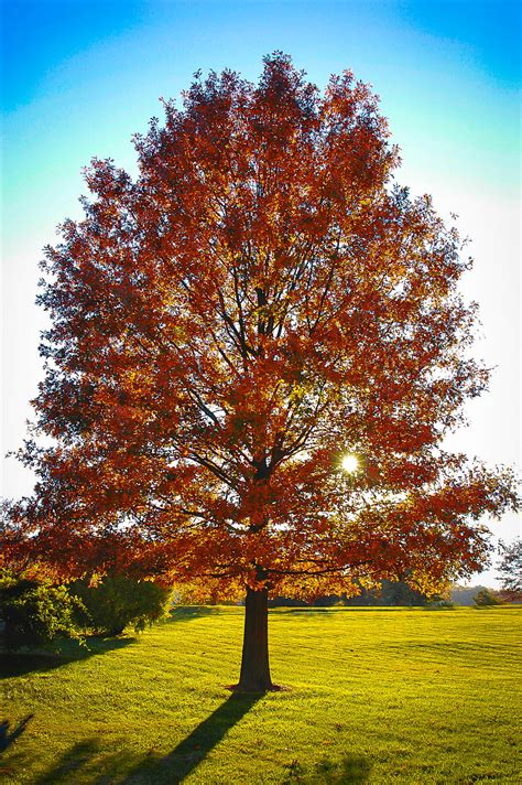 Red Maple Leaf Picture ~ Oak Tree Trees | Bocorawasutu