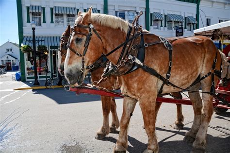 My World in Pennsylvania and Beyond: Mackinac Island Horses