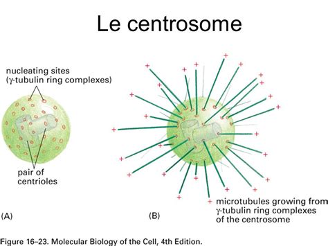 Biology inc: Le cytosquelette - Microtubules