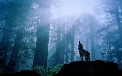 Night Wolf Wallpapers - Top Free Night Wolf Backgrounds - WallpaperAccess