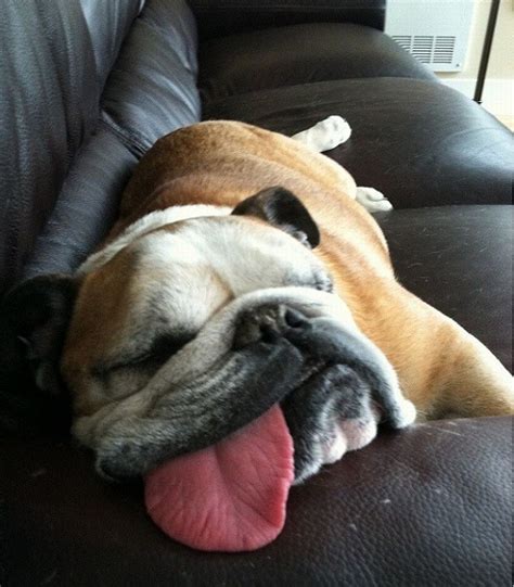 12 Realities New English Bulldog Owners Must Accept