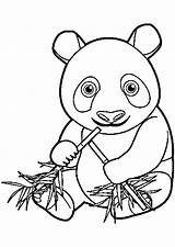 Coloring A panda Eating Bamboo  Panda Pages sketch template