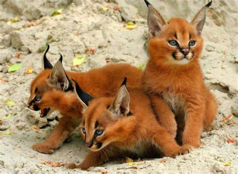 Caracal kittens | Caracal kittens, Cute animals, Baby animals