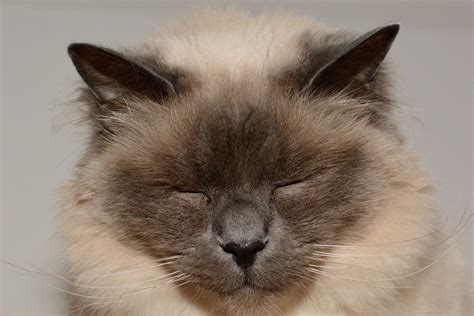 Free Images : kitten, nose, whiskers, lazy, vertebrate, tired, ragdoll, thai, himalayan, siamese ...