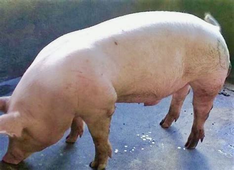 Characteristics That Make Large White Pig Profitable To Rear - Justagric