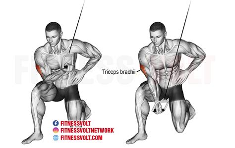 Cable Concentration Tricep Extension (Triceps) | Exercise Guides and Videos – Fitness Volt