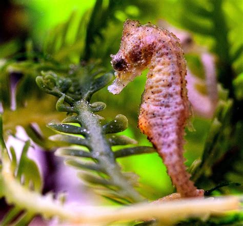 Dwarf Seahorse | database.fish