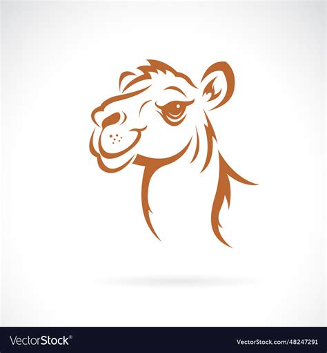 A camel head design on white background wildlife Vector Image