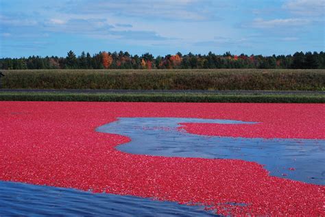 Cranberry Harvest Festival - Visit Grays Harbor