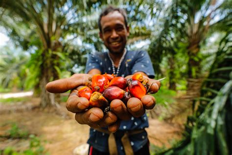 More of policy support and farm management empowerment needed to boost sustainable palm oil ...