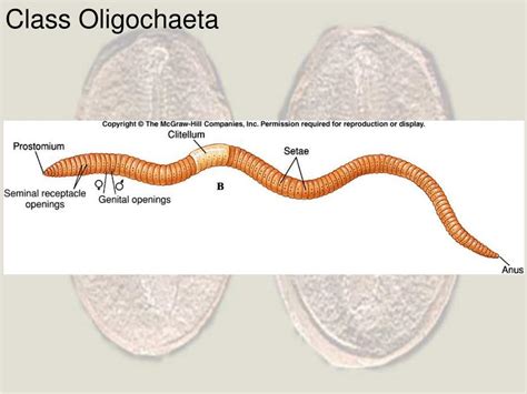 PPT - Phylum Annelida PowerPoint Presentation, free download - ID:258520