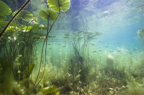 17+ Best Pond Plants: From Beginner Species To Flowering Beauties | Fishkeeping World