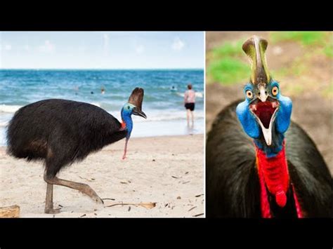 Top 10 Largest Flightless Birds - YouTube