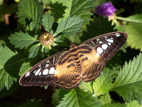 Butterfly Wonderland in Scottsdale, Arizona