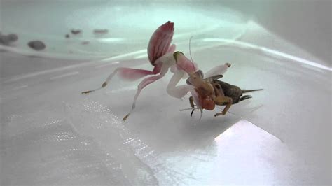 Handicapped orchid mantis feeding - YouTube