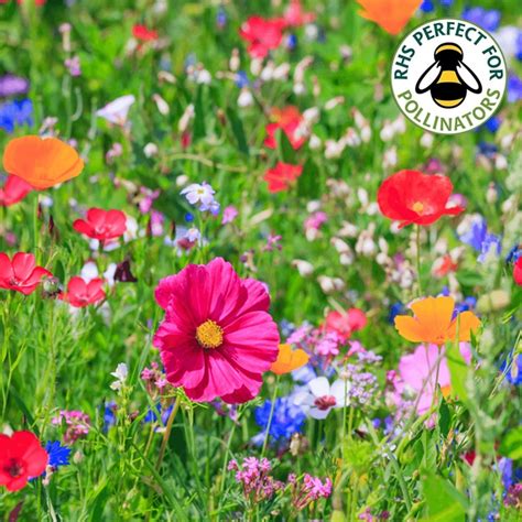 Gardeners Dream Wildflower Seeds | Wildflower Seeds UK | Free UK ...