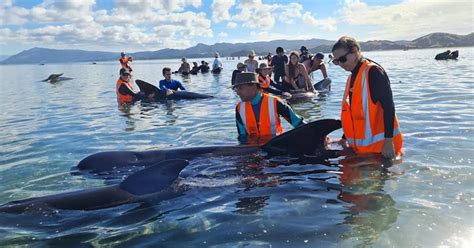 28 Beached Whales Rescued on New Zealand Beach in Three-Day Mission