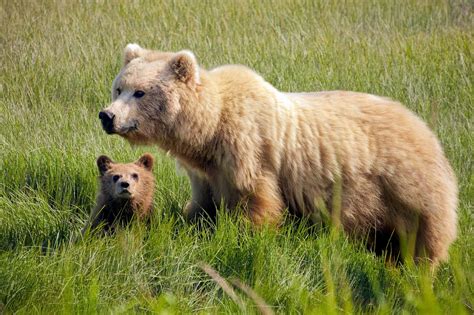 Brown Bears - Bears (U.S. National Park Service)