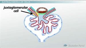 Supportive Structures of the Nephron: Functions and Definitions - Video ...