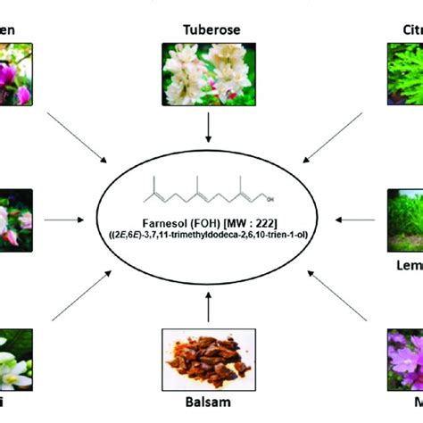 Various natural sources of farnesol. | Download Scientific Diagram