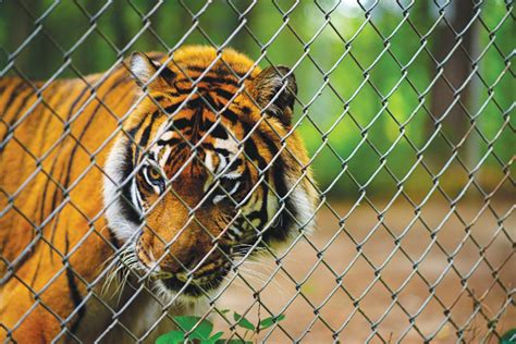 Chatham’s Carolina Tiger Rescue Re-Opens to Public After COVID-19 Lay-Off - Chapelboro.com