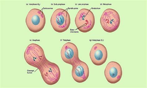 CELL DIVISION | by Biology Experts Notes | Medium