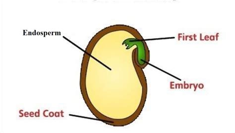 Seed : Definition, Parts, Types of seed | study science