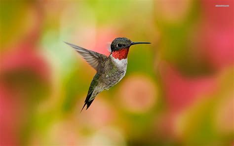 Hummingbird Wallpapers - Wallpaper Cave