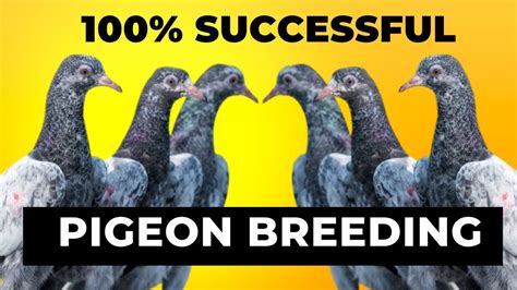 PIGEON BREEDING 100% SUCCESS TIPS || सिर्फ गेहूँ खिलाने से इतना अच्छा रिजल्ट - YouTube