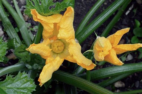 Courgette (cucurbita Pepo) Flowers Photograph by D C Robinson - Fine Art America