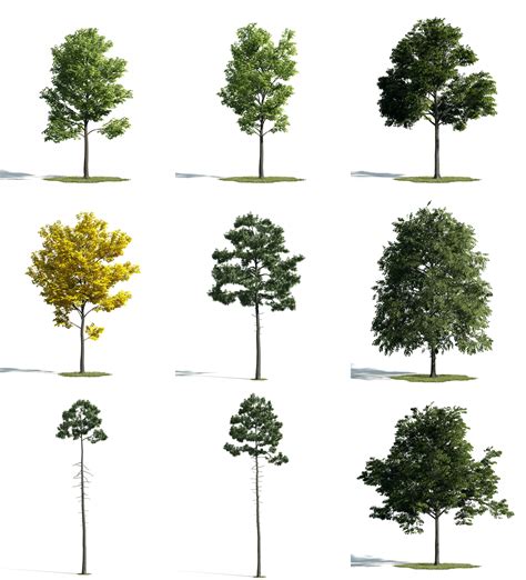 3D TREES [SKETCHUP MODELS - FREE DOWNLOAD] - Lumion Việt Nam