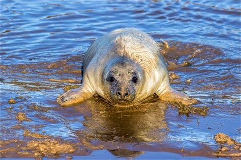 Donna Nook walk - Donna Nook seals - Donna Nook Nature Reserve