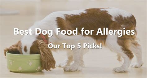 Best Dog Food for Allergies - Our Top 5 Picks!