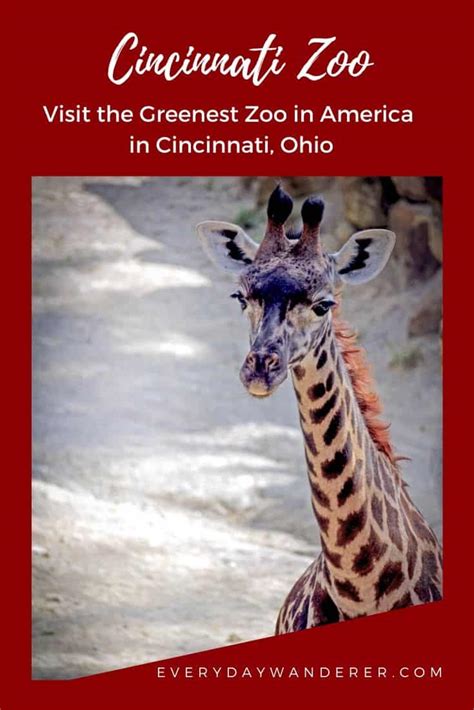 A Visit to the Cincinnati Zoo (Yes, We Saw Fiona the Hippo!)