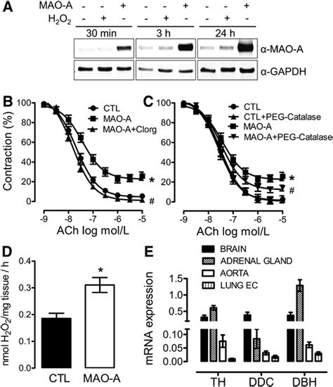 Effects of ex vivo monoamine oxidase (MAO-A) on vascular function. A ...