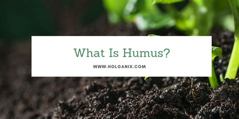 What is humus?