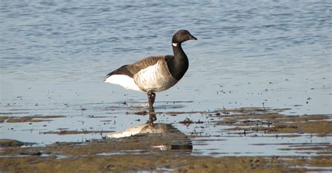 BirdingGirl: Black Brant Goose