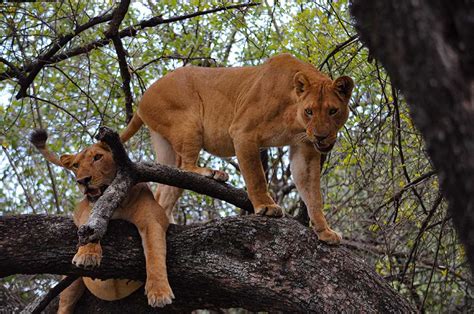 Lake Manyara National Park – Tanzania Rodrick Safari