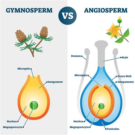 The Field Guide to "Gymnosperms and Angiosperms" - Earth.com