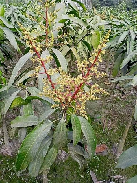 Genuine Sweet Langra mango plant at Rs 26/plant in Kolkata | ID ...