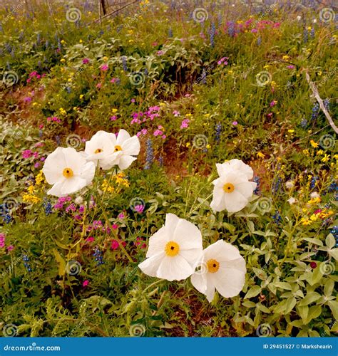 Wildflower Season stock image. Image of blooming, rain - 29451527