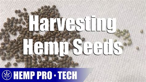 Harvesting Hemp Seeds – Hemp Discover