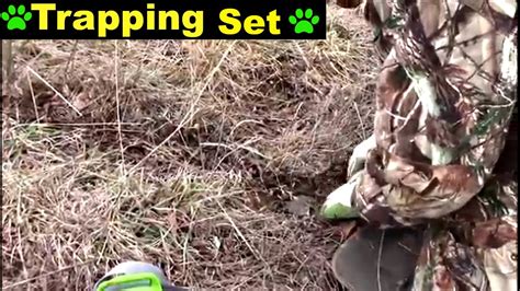 Coyote Trapping scatter bait set - YouTube